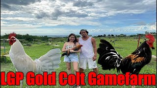 Lets Visit The Farm Of LGP Gold Colt Gamefarm