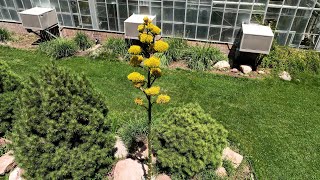 Rare agave bloom