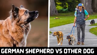 German Shepherd vs. Other Dog Breeds