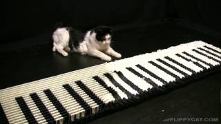 Knock 'em Down Keyboard Cat