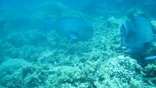 Bumpheads Friendly Best Snorkeling Great Barrier Reef