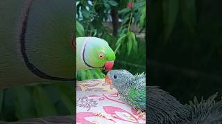 Talking Ringneck Parrot Greeting Baby Parrot 🥰