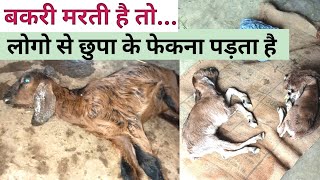 बकरी मरती है तो लोगो से छुपा के फेकना पड़ता है |बकरी पालन की सच्चाई |GoatFarming Kaise Kare|Vimal