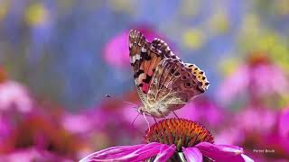 Painted Lady butterfly (Vannessa cardui)