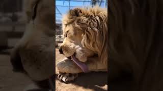 Lion cute footage