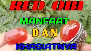 RED OBI ATAU CEMPAKA DAN MANFAATNYA