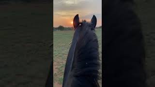 Relaxing ride 🌅 #horse #horsesport  #barrelracing #equestrianjumping #equine