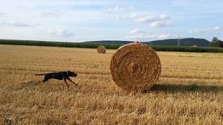 Mein Hund springt auf einen Rundballen