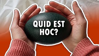 What laid this egg? Find out in Latin (English subtitles available)