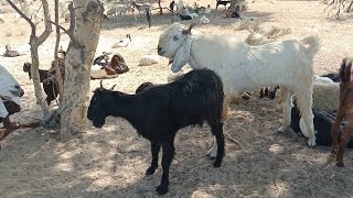 Beautiful goats thar