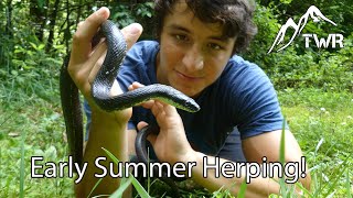 Catching Black Rat Snakes, Turtles, And Other Reptiles in NC! (Early Summer Herping Adventure)