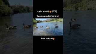 Gold river💰(CDP) Natoma lake🔥| Sacramento California🇺🇸| #lake #gold #river #viral #shorts