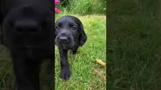 WORKING COCKER SPANIEL PUPS