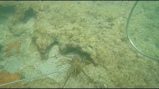 Florida Keys Lobster Season 2018 Free diving & Snorkeling!