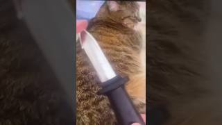 Kitty Gets Backstabbed