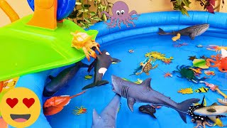 SEA ANIMALS FOR TODDLERS: OCTOPUS, JELLYFISH, HERMIT CRAB, HORSESHOE CRAB, SAILFISH, AND OTHERS