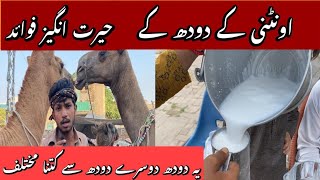 اونٹنی کے دودھ کے حیرت انگیز فوائد | شوگر سمیت 100 بیماریوں کا علاج | اونٹنی کا خالص دودھ کی پہچان