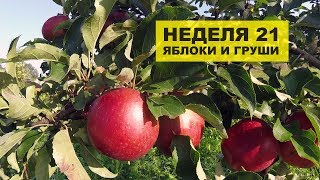 Неделя 21. Яблоки и груши