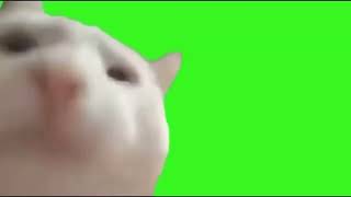 Cat Vibing To Ievan Polkka Green Screen Meme Template Revealed