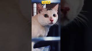 OMG! That's so shocking || What makes the cat sad🥺