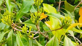 penantian selama 3 tahun, pucuk daun berubah jadi buah cengkeh