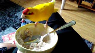 Kakariki Happily stealing my Cereal