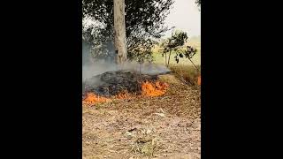 Fire trees |fire tree| #tree #fire #savetrees #sad #animal #viral #news #haryana