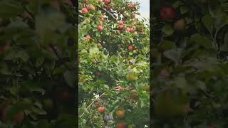 Apple 🍎 Tree With Abundance- Apple Harvesting.  #apple #fruit# shorts #