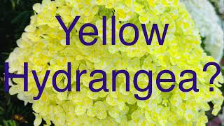 YELLOW HYDRANGEA?