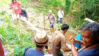 Prosesi pemakaman Almh L Siappa'. Ne' Appa' di Tongkonan Garente Tampak Toraja Utara