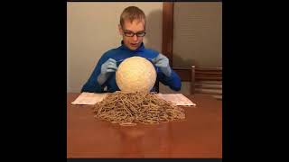 Rubber band ball part 49 - 2 pounds closer to beating Daylen Ares