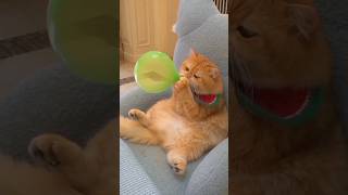 fanny best cat video #cute #catcute #funny #animal #cutecat #catfunny #bird #funnycute