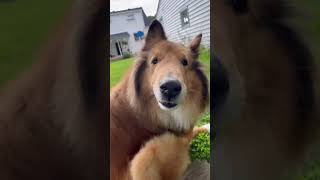 Weird dog #shortvideo #cat #dogememe #funnyanimal #dog #dogchallenge #funnypet #cute #dogeusdt