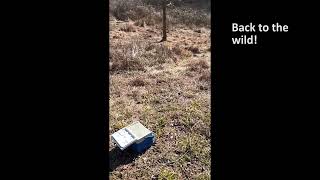 American Robin Release