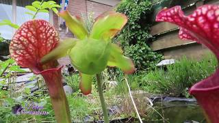 vliegevanger/Flycatcher  Sarracenia