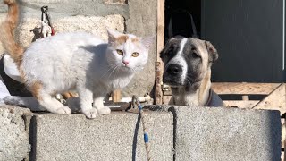 Kimsenin Yaşamadığı Bir Dağ Köyünde Köpeklerimin Sabah Kahvaltısı - 4K