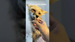 Rescued a fox and care for it, eventually releasing it back into the wild #animals #shortvideo