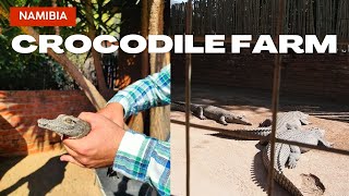 Ferma de crocodili din Namibia ne-a deschis apetitul 🍔