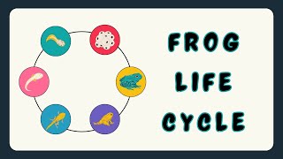 Frog Life 🐸🌈 Colourfull Illustrated 🌿🦎 Educational Video #presentationdesign #biology #lifecycles