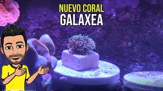 GALAXEA - NUEVO CORAL LPS