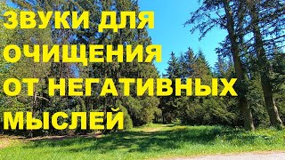 ПЕНИЕ ЛЕСНЫХ ПТИЦ ЭТО ЗВУКИ ДЛЯ ОЧИЩЕНИЯ ОТ НЕГАТИВНЫХ МЫСЛЕЙ И ДЕПРЕССИИ.ИСЦЕЛЯЕМ НЕРВНУЮ СИСТЕМУ.