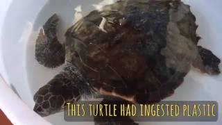 Rescued Turtle goes back Home after a plastic ingestion