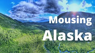 Mousing Alaska