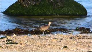 October 16, 2015 Hudsonian Whimbrel