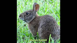 Marsh Rabbit hunt #hunting #rabbit