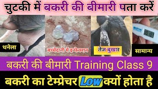 Online Training Bakri Ka Temperature Low Hai To Kaun Si Bimari Hai |Bakri Ki Bimariya Jane |Vimal