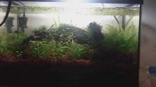 5.5 gallon filterless walstad aquarium