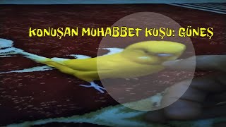 KONUŞAN MUHABBET KUŞU : GÜNEŞ.