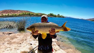 PESCANDO EN LAKE SKINNER | UN DIA CON SUERTE |BAGRES,CARPAS,BLUEGUIL