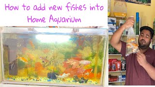 How to add new fishes into home Aquarium